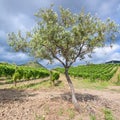 Olive tree near vineyards in Etna region in Sicily Royalty Free Stock Photo