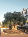 An olive tree in Arcachon