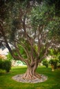 Olive tree Royalty Free Stock Photo