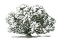 Olive tree old engraving. Ecology, environment, nature sketch. Vintage vector illustration