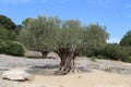 Olive tree Royalty Free Stock Photo