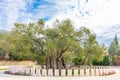 Olive tree. Royalty Free Stock Photo