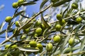 Olive Tree (Olea europaea)