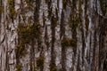 Olive tree Olea europaea bark background texture pattern Royalty Free Stock Photo