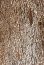 Olive tree Olea europaea bark natural texture Royalty Free Stock Photo