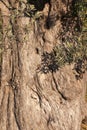 Olive tree Olea europaea bark trunk and leaves Royalty Free Stock Photo