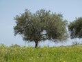 Olive tree (Olea europaea) Costa Rei, Sardinia, Italy Royalty Free Stock Photo