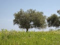 Olive tree (Olea europaea) Costa Rei, Sardinia, Italy Royalty Free Stock Photo