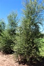 Olive Tree, olea europaea, european olive located in Queen Creek, Arizona, United States