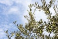 Olive tree, Olea Europaea, with green olives on branches Royalty Free Stock Photo