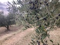 Olive tree with ripe olives ready for harvest. Mediterranean olive grove.