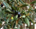 Olive Tree Or Olea Europaea In Portugal