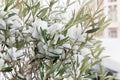 Olive tree, Olea europaea, in the snow Royalty Free Stock Photo