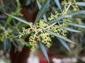 Olive Tree Or Olea Europaea In Spring In Crete Greece