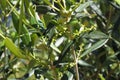 Olive Tree Or Olea Europaea In Spring In Crete Greece