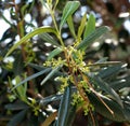 Olive Tree Or Olea Europaea In Spring In Crete Greece