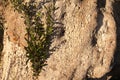 Olive tree Olea europaea trunk bark green leaves Royalty Free Stock Photo