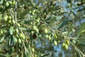 Olive on the tree, olive taggiasche, Liguria, Imperia