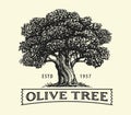 Olive tree with olives on branches. Olive oil emblem sketch. Hand drawn vector illustration in vintage engraving style Royalty Free Stock Photo