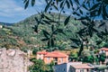 Olive tree with olives on the front dark and Italian landscape with old buildings town on the background Royalty Free Stock Photo