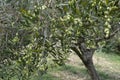Close-uo of an olive tree orchard in Archanes, Crete