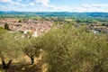 Olive tree orchard in foreground of view over rooftops and across landscape in Umbria Royalty Free Stock Photo