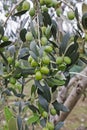 Olive tree \'Ortolana\' variety