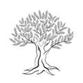 Olive tree outline silhouette icon isolated on white background. Royalty Free Stock Photo