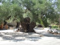 Olive tree over 2000 years old. The third oldest olive tree in the world