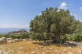 Olive tree overlooking Nimrod Fortress Ruins