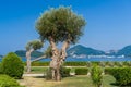 Olive tree in the park. Adriatoc sea shore. Royalty Free Stock Photo