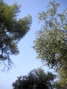 Olive tree 1