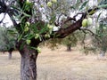 Olive tree in Pefkohori Greece