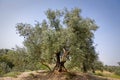 Olive tree from the picual variety near Jaen