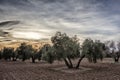 Olive tree from the picual variety near Jaen