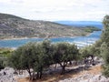 An olive tree plantage Royalty Free Stock Photo