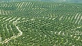 Olive tree plantation near Ubeda, Spain Royalty Free Stock Photo