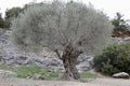 Olive Tree at Pont du Gard Royalty Free Stock Photo