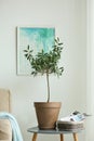 Olive tree in pot on side table Royalty Free Stock Photo