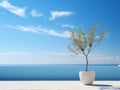 an olive tree in a pot on a terrace overlooking the ocean