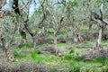 Olive tree pruning Royalty Free Stock Photo