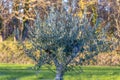 Olive tree with red unripe fruit berries and green leaves, background with selective focus Royalty Free Stock Photo