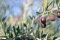 Olive tree with red unripe fruit berries and green leaves, background with selective focus Royalty Free Stock Photo