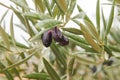 Olive tree ripe fruits detail Royalty Free Stock Photo