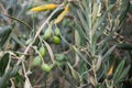 Olive tree with ripe olives. Branches loaded with olives. Royalty Free Stock Photo