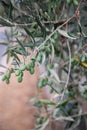 Olive tree with ripe olives. Branches loaded with olives. Royalty Free Stock Photo