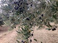Olive tree with ripe olives ready for harvest. Mediterranean olive grove.