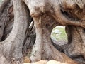 Olive tree root Royalty Free Stock Photo