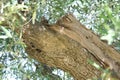 Olive tree rough bark detail