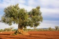 Olive tree in the Salento countryside of Puglia